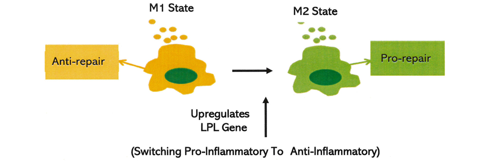 Mitochondrial G8292A and C8794T mutations in patients with Niemann‑Pick disease type C Corrigendum in /10.3892/br.2018.1156