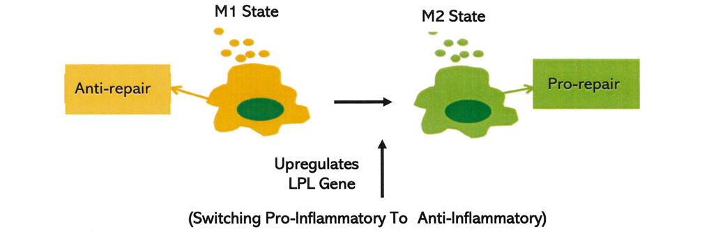 Mitochondrial G8292A and C8794T mutations in patients with Niemann‑Pick  disease type C Corrigendum in /10.3892/br.2018.1156